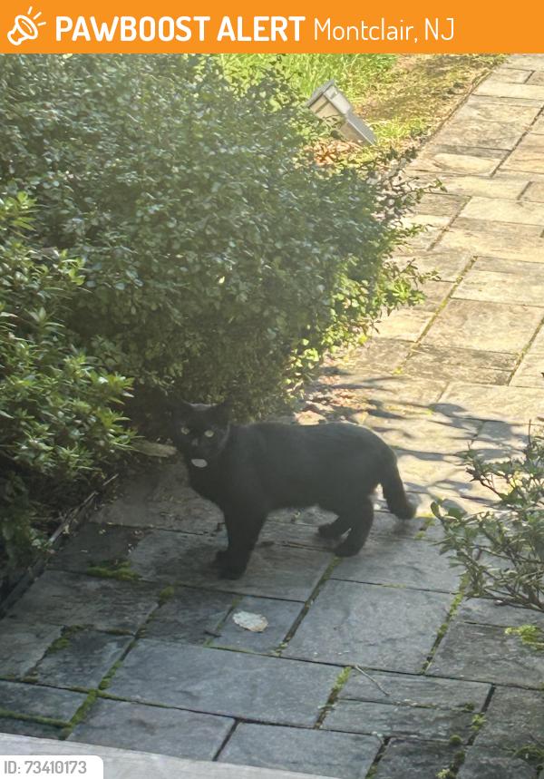 Found/Stray Unknown Cat last seen Near Emerson Pl Montclair, Montclair, NJ 07043