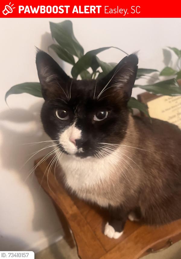 Lost Male Cat last seen Near store rd easley sc 29640, Easley, SC 29640