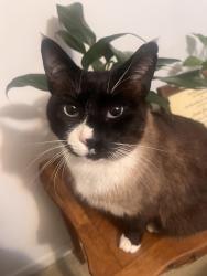 Lost Male Cat last seen Near store rd easley sc 29640, Easley, SC 29640