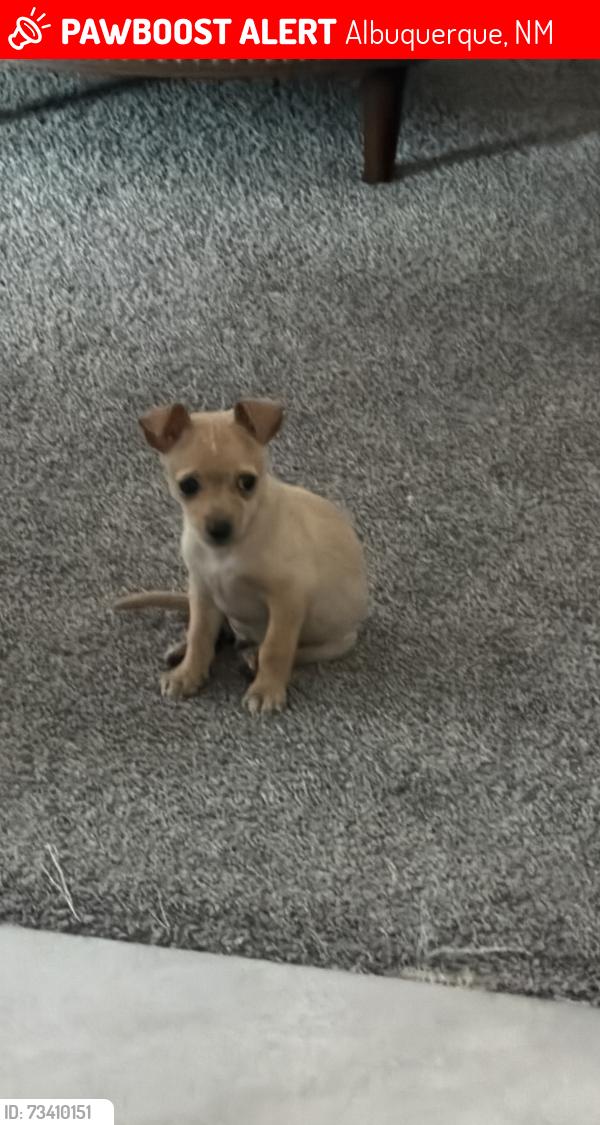 Lost Male Dog last seen Near Tinaja Way SW 87121, Albuquerque, NM 87121