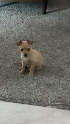 Lost Male Dog last seen Near Tinaja Way SW 87121, Albuquerque, NM 87121