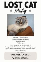 Lost Female Cat last seen OB Whaley elementary, San Jose, CA 95121