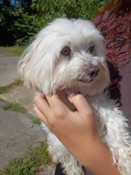 Reunited Unknown Dog last seen Rhawn St and Dorcas St, Philadelphia, PA 19111