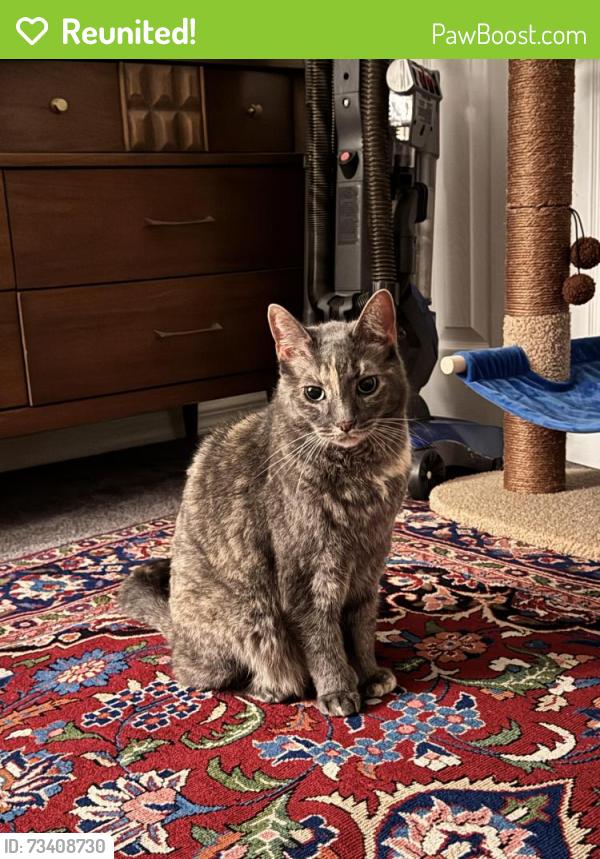 Reunited Unknown Cat last seen Summerport Neighborhood- Ancilla blvd, Windermere, FL 34786