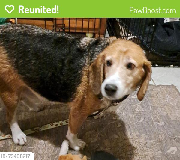Reunited Male Dog last seen Elm Drive and Signall Hill Intersection of Mechanicsville, Mechanicsville, VA 23111