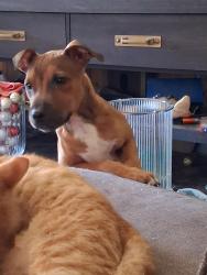 Lost Male Dog last seen Jay and Francis, High Point, NC 27263