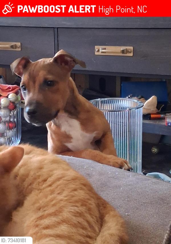 Lost Male Dog last seen Jay and Francis, High Point, NC 27263