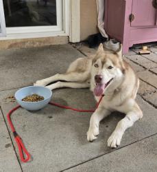 Reunited Male Dog last seen Nutmeg Street, Wildomar, CA 92595
