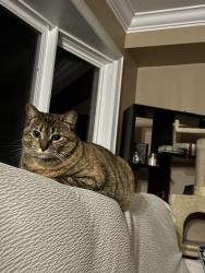 Lost Female Cat last seen Robert Ferrie & Mossgrove, Kitchener, ON N2P 2Y8
