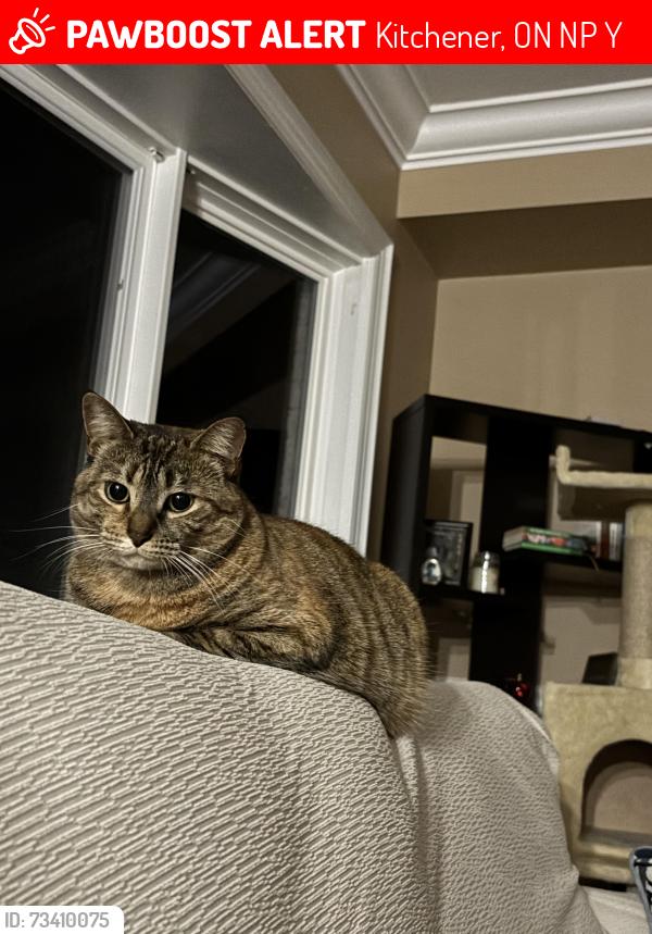 Lost Female Cat last seen Robert Ferrie & Mossgrove, Kitchener, ON N2P 2Y8