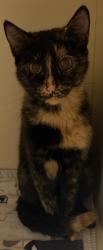 Shelter Stray Female Cat last seen Near Dillard Crossing,Tucker, GA 30084, 30084, GA, 3280 Chamblee Dunwoody Rd, Chamblee, GA 30341, USA