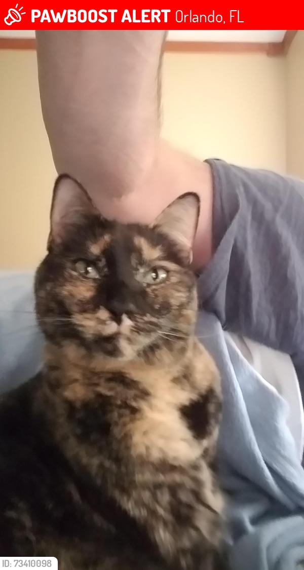 Lost Female Cat last seen esguerra LN, Orlando, FL 32836