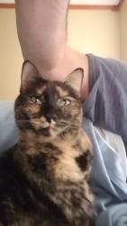 Lost Female Cat last seen esguerra LN, Orlando, FL 32836