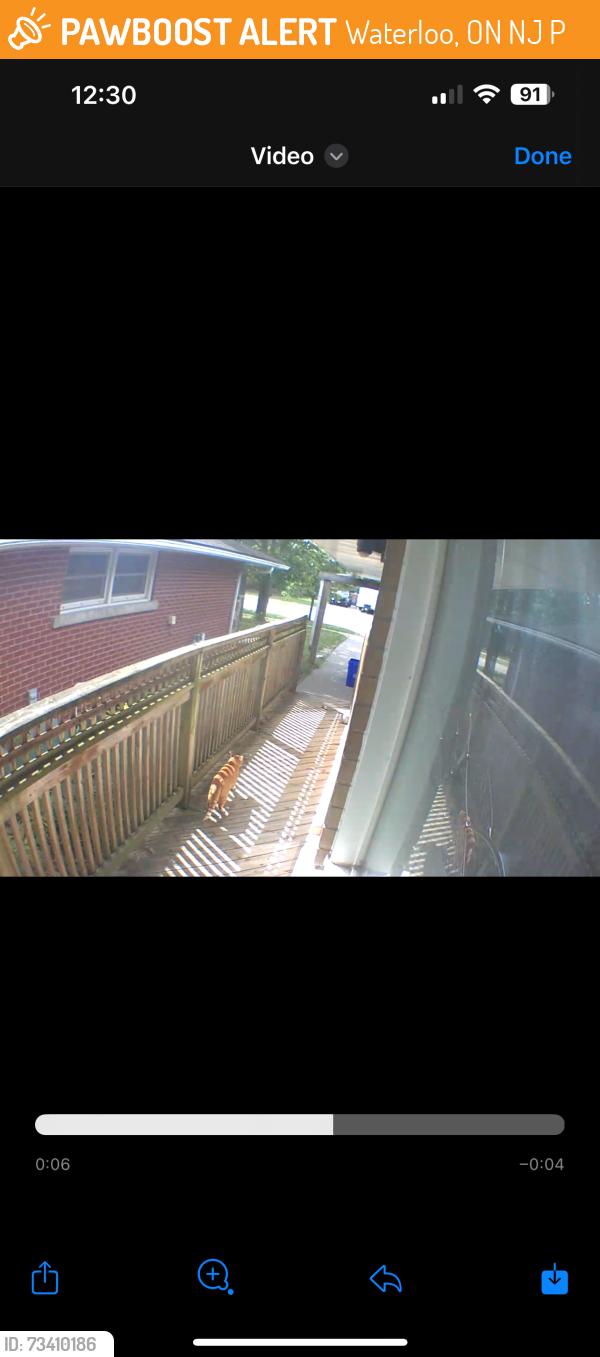 Found/Stray Unknown Cat last seen Margaret ave north & washington, Waterloo, ON N2J 3P9