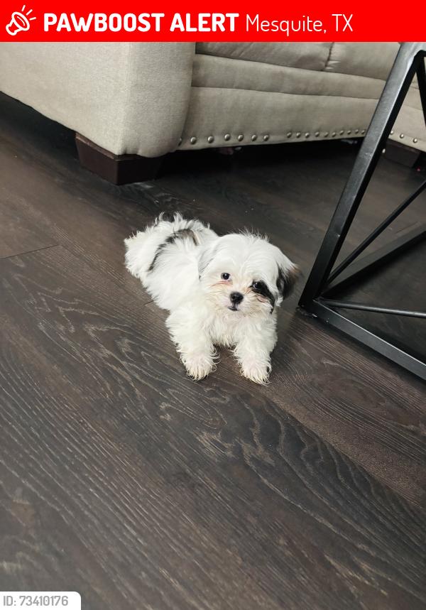 Lost Male Dog last seen Near conger dr mesquite Tx 75149, Mesquite, TX 75149