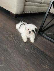 Lost Male Dog last seen Near conger dr mesquite Tx 75149, Mesquite, TX 75149