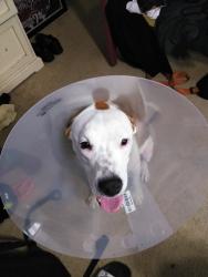 Lost Male Dog last seen Coastal credit union amphitheatre, Raleigh, NC 27610