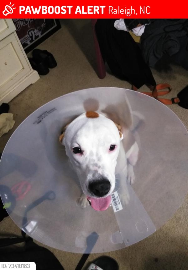 Lost Male Dog last seen Coastal credit union amphitheatre, Raleigh, NC 27610