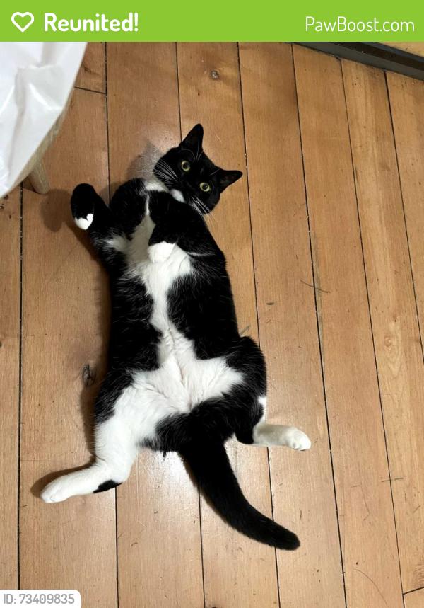 Reunited Female Cat last seen 117th and Lexington, New York, NY 10035