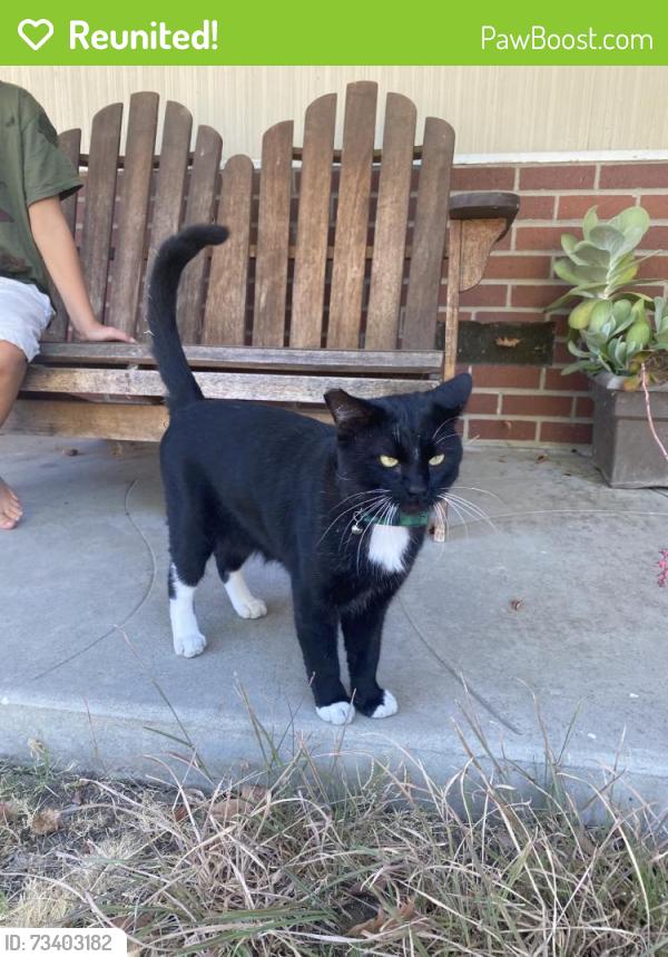 Reunited Male Cat last seen Fairwood Way, Carmichael, CA 95608, USA, Carmichael, CA 95608