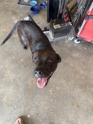 Found/Stray Male Dog last seen 167th and Peoria, Glenpool, OK 74033