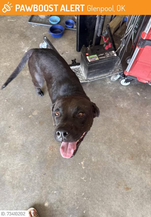 Found/Stray Male Dog last seen 167th and Peoria, Glenpool, OK 74033