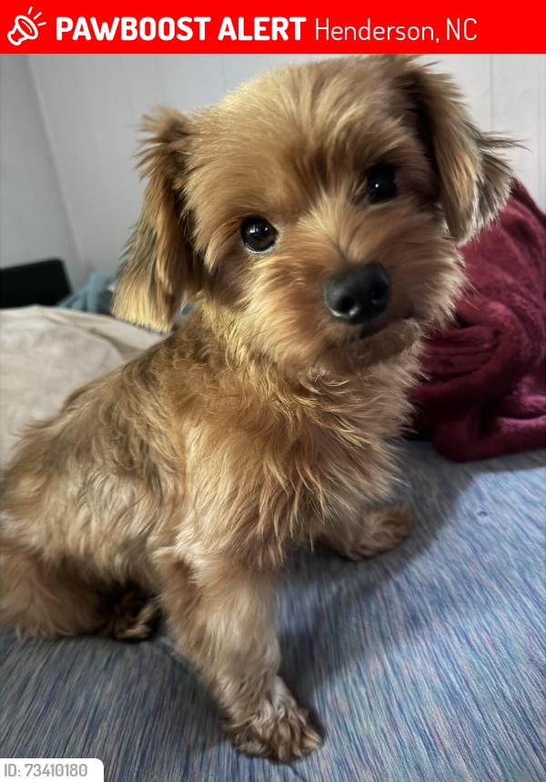 Lost Male Dog last seen Hillard street and southerland street, Henderson, NC 27536