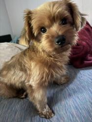 Lost Male Dog last seen Hillard street and southerland street, Henderson, NC 27536