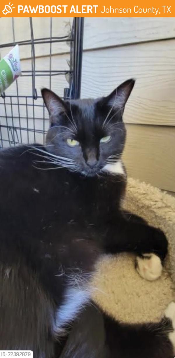 Found/Stray Female Cat last seen Saginaw Main St, Fox Ave, Cole. Ave, Saginaw, TX 76179