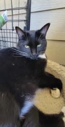 Found/Stray Female Cat last seen Saginaw Main St, Fox Ave, Cole. Ave, Saginaw, TX 76179
