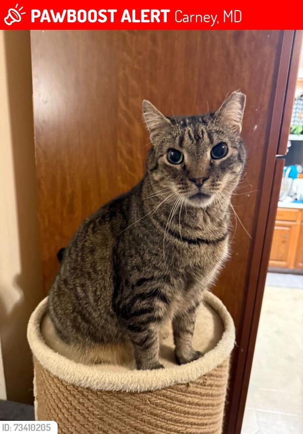 Lost Male Cat last seen Alda and Oak Summit, Carney, MD 21234