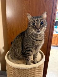 Lost Male Cat last seen Alda and Oak Summit, Carney, MD 21234