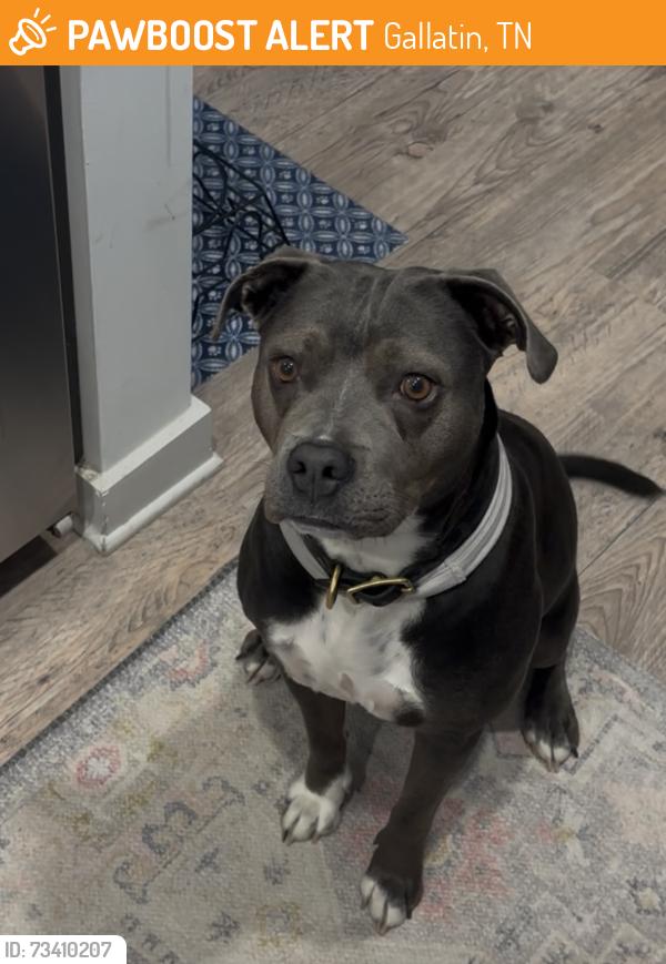 Found/Stray Female Dog last seen Double Dogs, Gallatin, TN 37066
