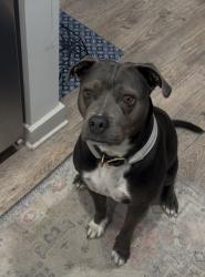 Found/Stray Female Dog last seen Double Dogs, Gallatin, TN 37066