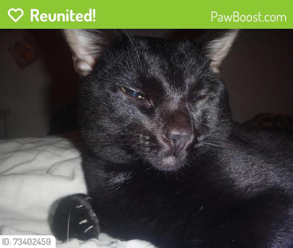 Reunited Male Cat last seen Shadow Lake Dr, Knollview Lane, Thousand Oaks, CA 91360