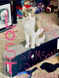 Lost Male Cat last seen Mowerson and rolling hills, Battle Creek, MI 49017