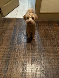 Found/Stray Male Dog last seen Newman Village, Frisco, TX 75033