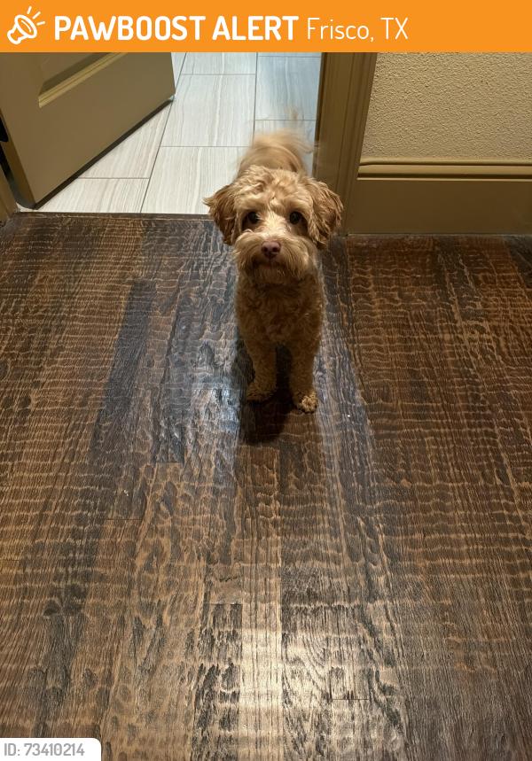 Found/Stray Male Dog last seen Newman Village, Frisco, TX 75033