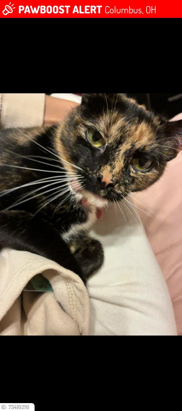 Lost Female Cat last seen Norton Rd, Columbus, OH 43123