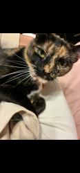 Lost Female Cat last seen Norton Rd, Columbus, OH 43123