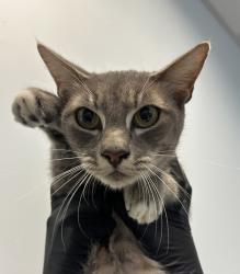 Shelter Stray Female Cat last seen Near First Avenue, San Diego, CA, 92101, 5500 Gaines St, San Diego, CA 92110, USA