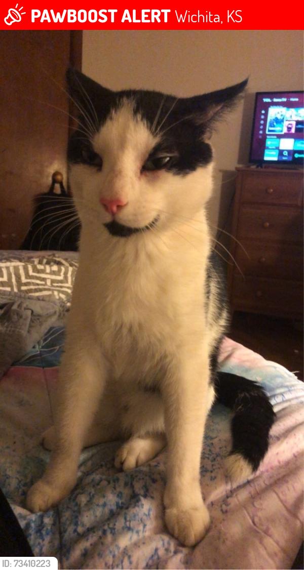 Lost Male Cat last seen Central and Caddy Wichita, KS 67212, Wichita, KS 67212