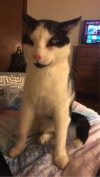 Lost Male Cat last seen Central and Caddy Wichita, KS 67212, Wichita, KS 67212