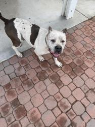 Found/Stray Male Dog last seen 16th st and medical center, San Bernardino, CA 92411