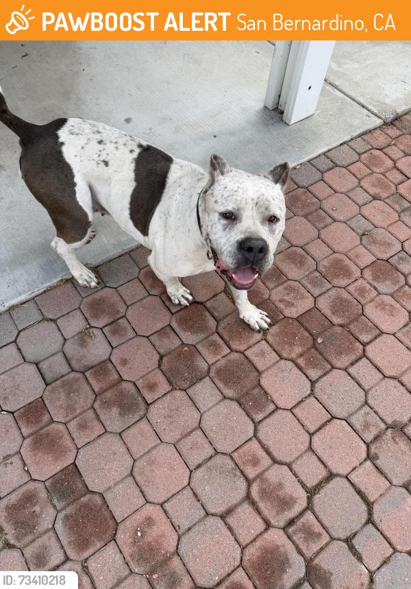 Found/Stray Male Dog last seen 16th st and medical center, San Bernardino, CA 92411