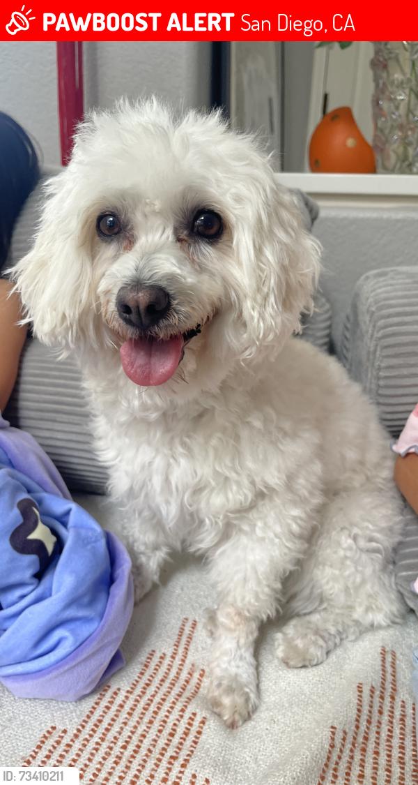 Lost Female Dog last seen Linda vista rd & Wheatley st, around kearny high school, San Diego, CA 92111