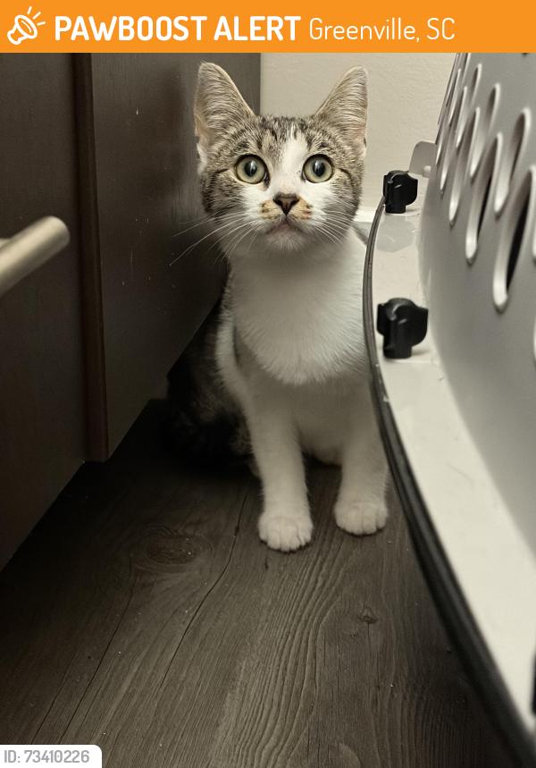 Found/Stray Male Cat last seen N/a, Greenville, SC 29601