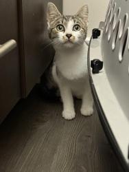Found/Stray Male Cat last seen N/a, Greenville, SC 29601