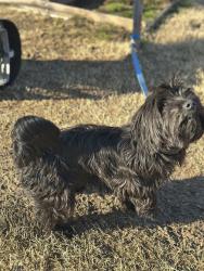 Reunited Male Dog last seen Siddlehill and Three Wishes in Olive Branch, Olive Branch, MS 38654