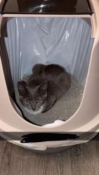 Found/Stray Female Cat last seen N/a, Greenville, SC 29601